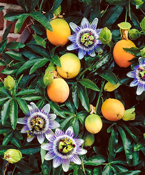 passion fruit plant images